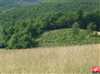 Pozemky
                - rekreácia
                - Predaj                - Pozemok na okraji obce