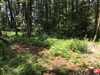 Pozemky
                - rekreácia
                - Predaj                - Pozemok v lesnom zátiší s veľkým potenciálom v rekreačnej oblasti Tomky