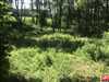 Pozemky
                - rekreácia
                - Predaj                - Pozemok v lesnom zátiší s veľkým potenciálom v rekreačnej oblasti Tomky