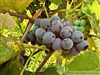 Ovocný sad s vinohradom v chatovej oblasti vo Svätom Petre