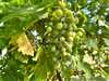 Ovocný sad s vinohradom v chatovej oblasti vo Svätom Petre