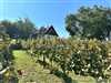 Viničný domček s vinohradom nad malebnou dedinkou Michal nad Žitavou