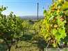 Romantické vinice na rozľahlom svahovitom pozemku s krásnym výhľadom vo vychýrenom vinohrade v obci Strekov
