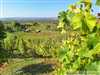 Romantické vinice na rozľahlom svahovitom pozemku s krásnym výhľadom vo vychýrenom vinohrade v obci Strekov